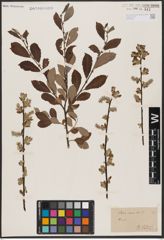Foto von Salix aurita L.
